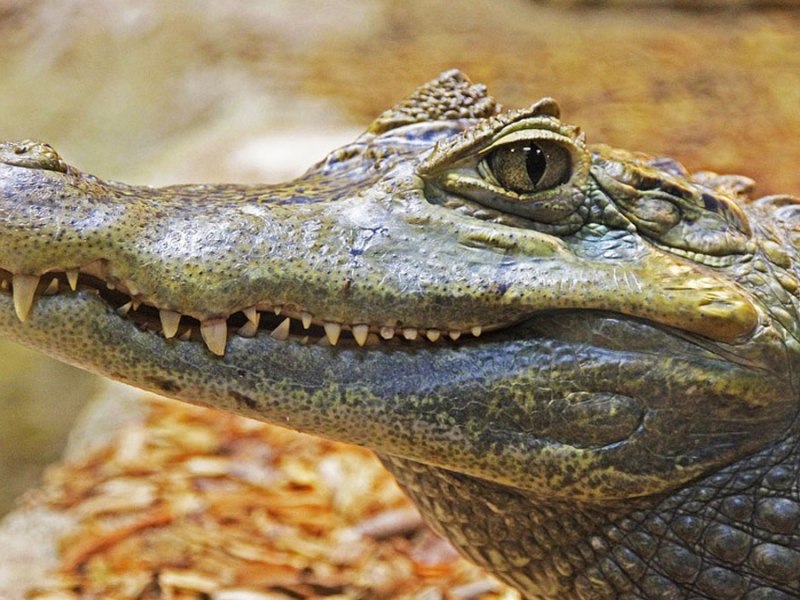 Wild Florida Celebrates 10 Years Of Adventure With Free Weekday Gator Park Admission